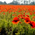 Die Zeit des Mohn