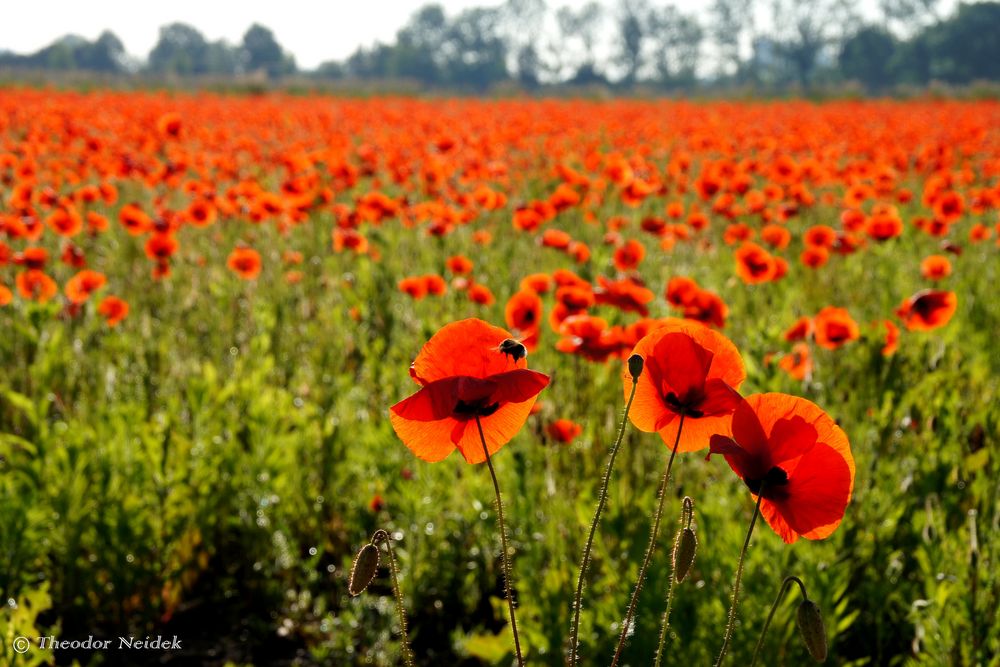 Die Zeit des Mohn