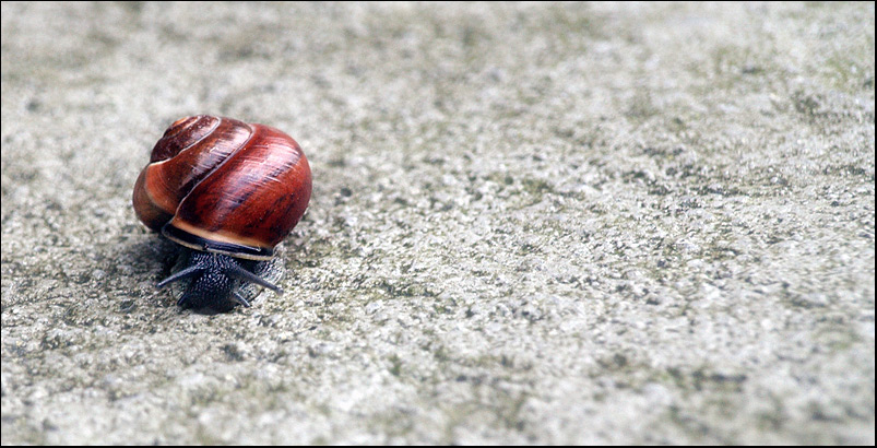 die zeit ist eine schnecke..