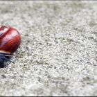 die zeit ist eine schnecke..