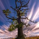 Die Zeit sie rennt - dem Baum ist es egal.