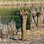 Die Zeit zwischen Winter und Frühling