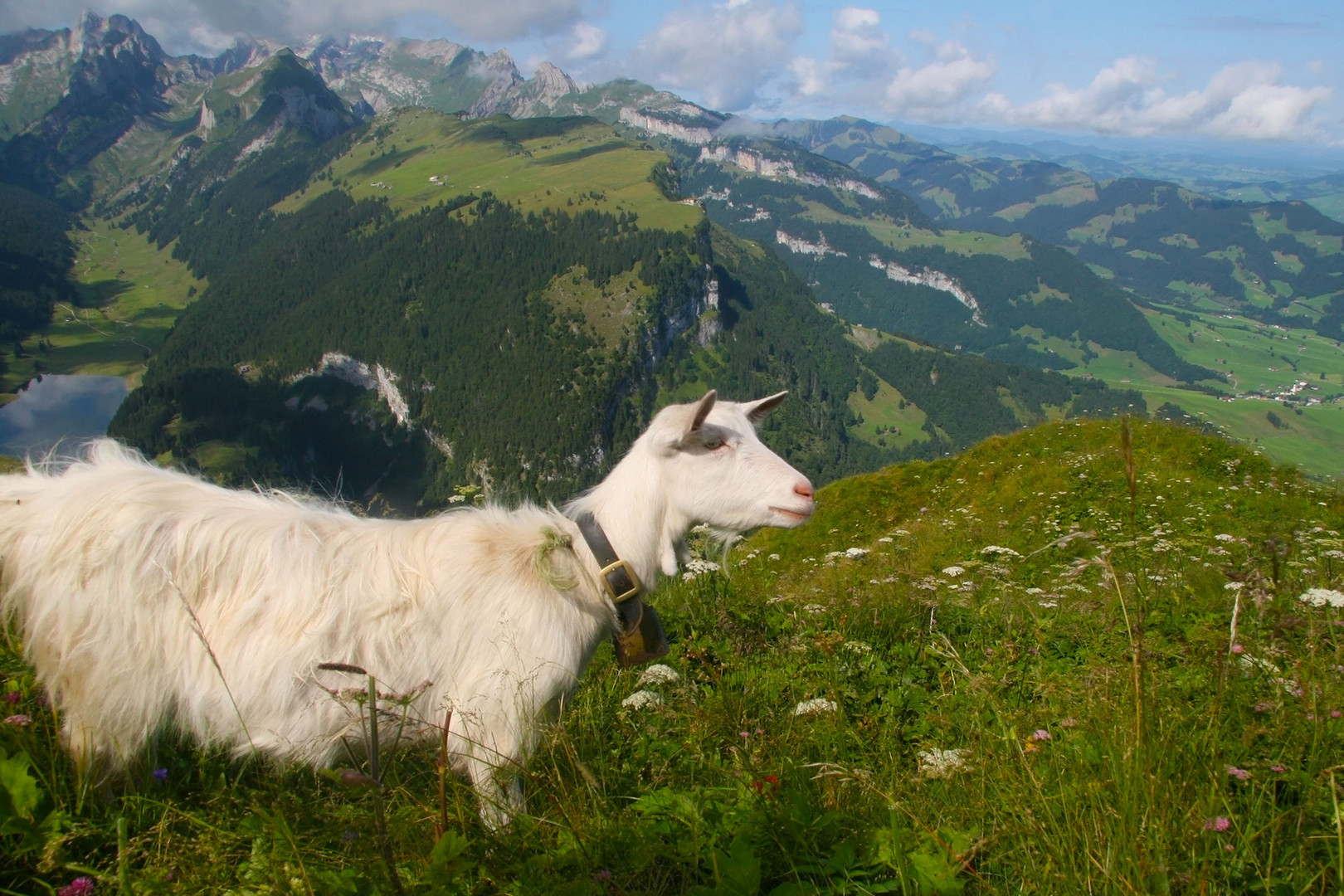 Die Ziege auf dem "Hohen Kasten"