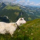 Die Ziege auf dem "Hohen Kasten"