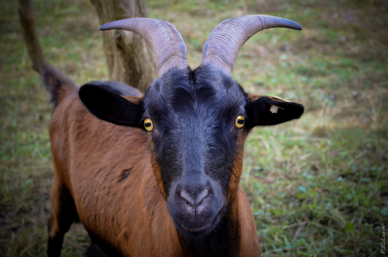 "Die Ziege mit dem irren Blick"