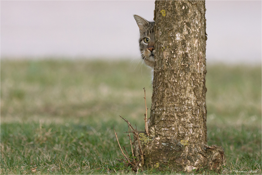 Die Ziegeleikatze...