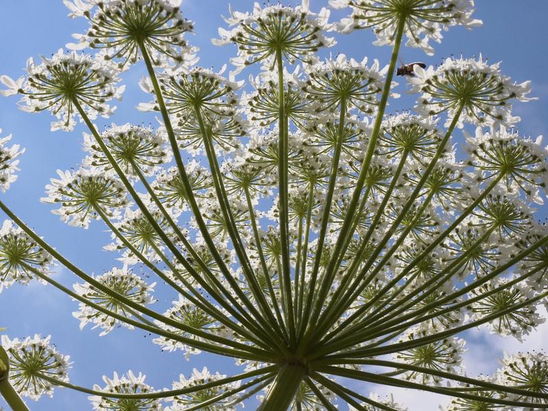 Die Zier eines jeden wahren Gartenfreundes