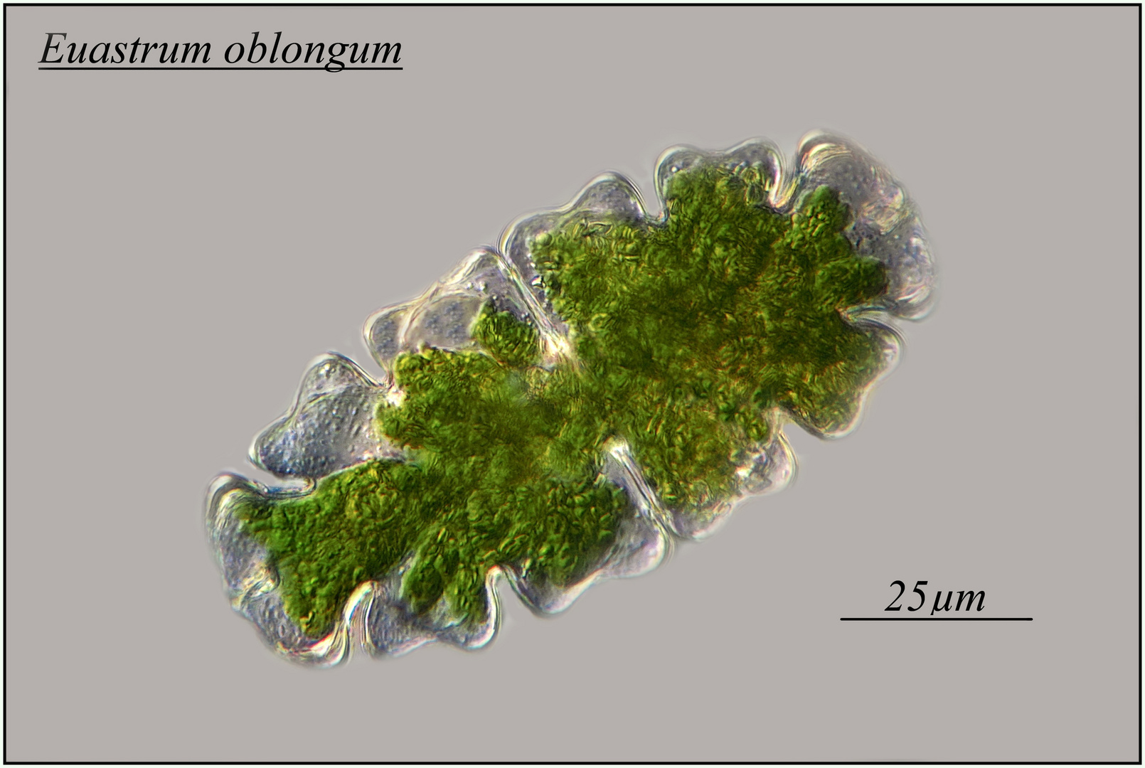 die Zieralge Euastrum oblongum