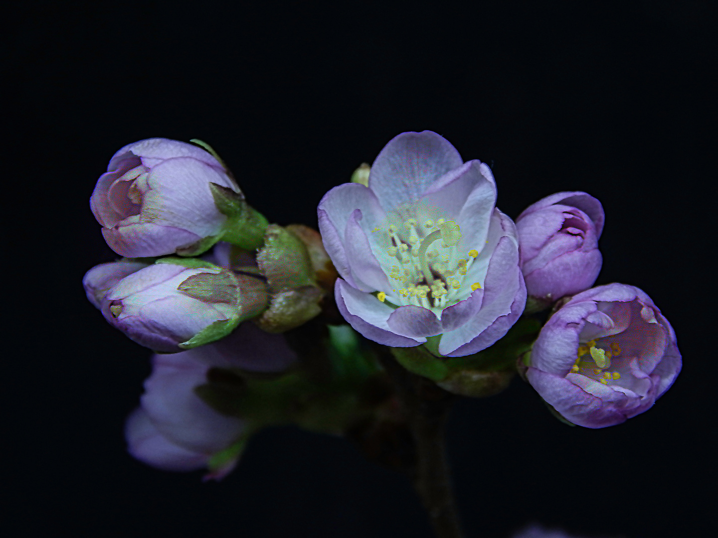 Die Zierkirschblüte