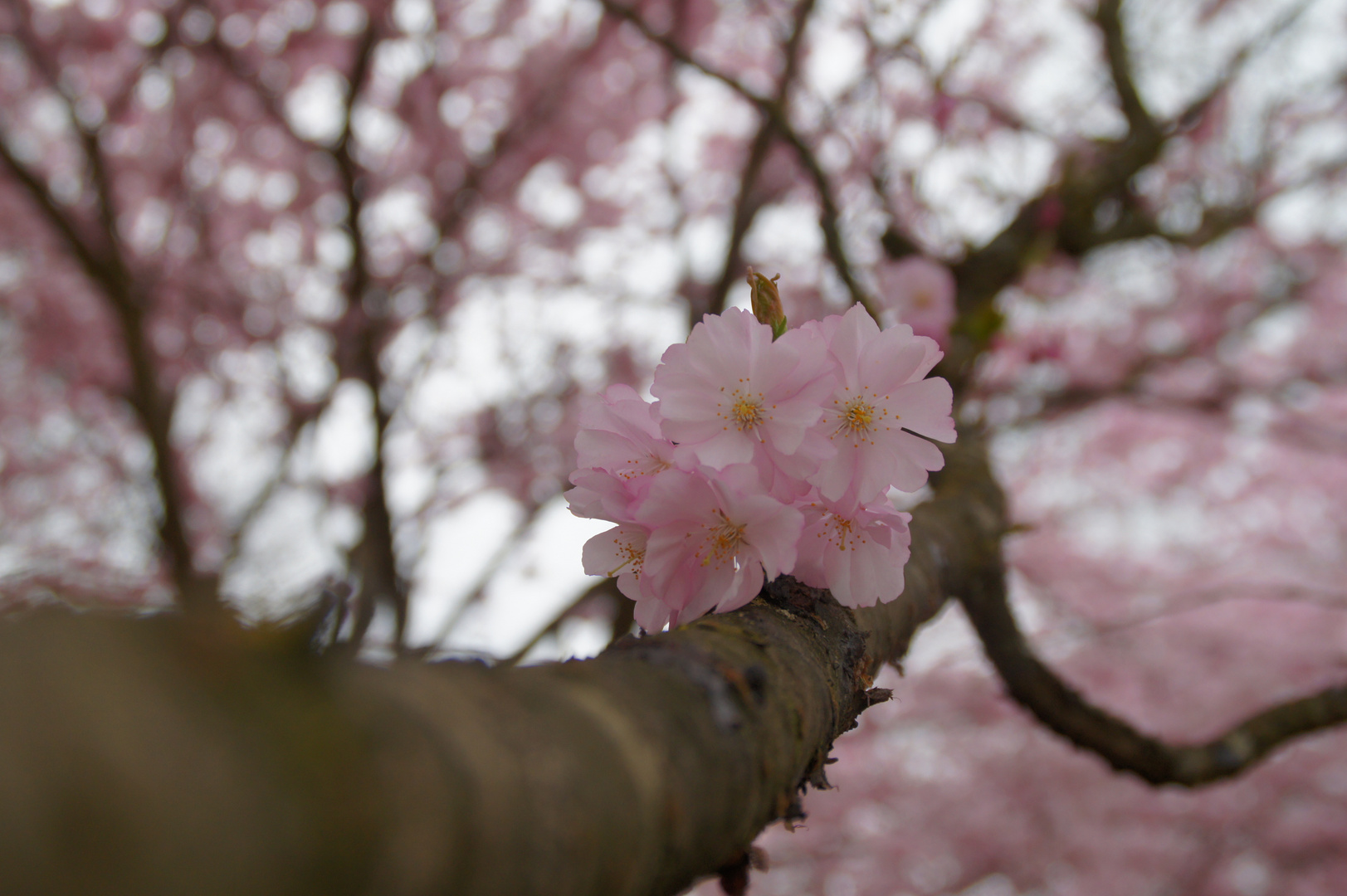 Die Zierkirschblüten