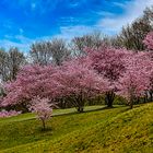 Die Zierkirschblüten