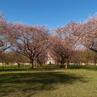 Die Zierkirschenblüte (6.03.18) im Schwetzinger Schlossgarten, "Schweine"-kalt, 3 Grad heute morgen.