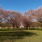 Die Zierkirschenblüte (6.03.18) im Schwetzinger Schlossgarten, "Schweine"-kalt, 3 Grad heute morgen.