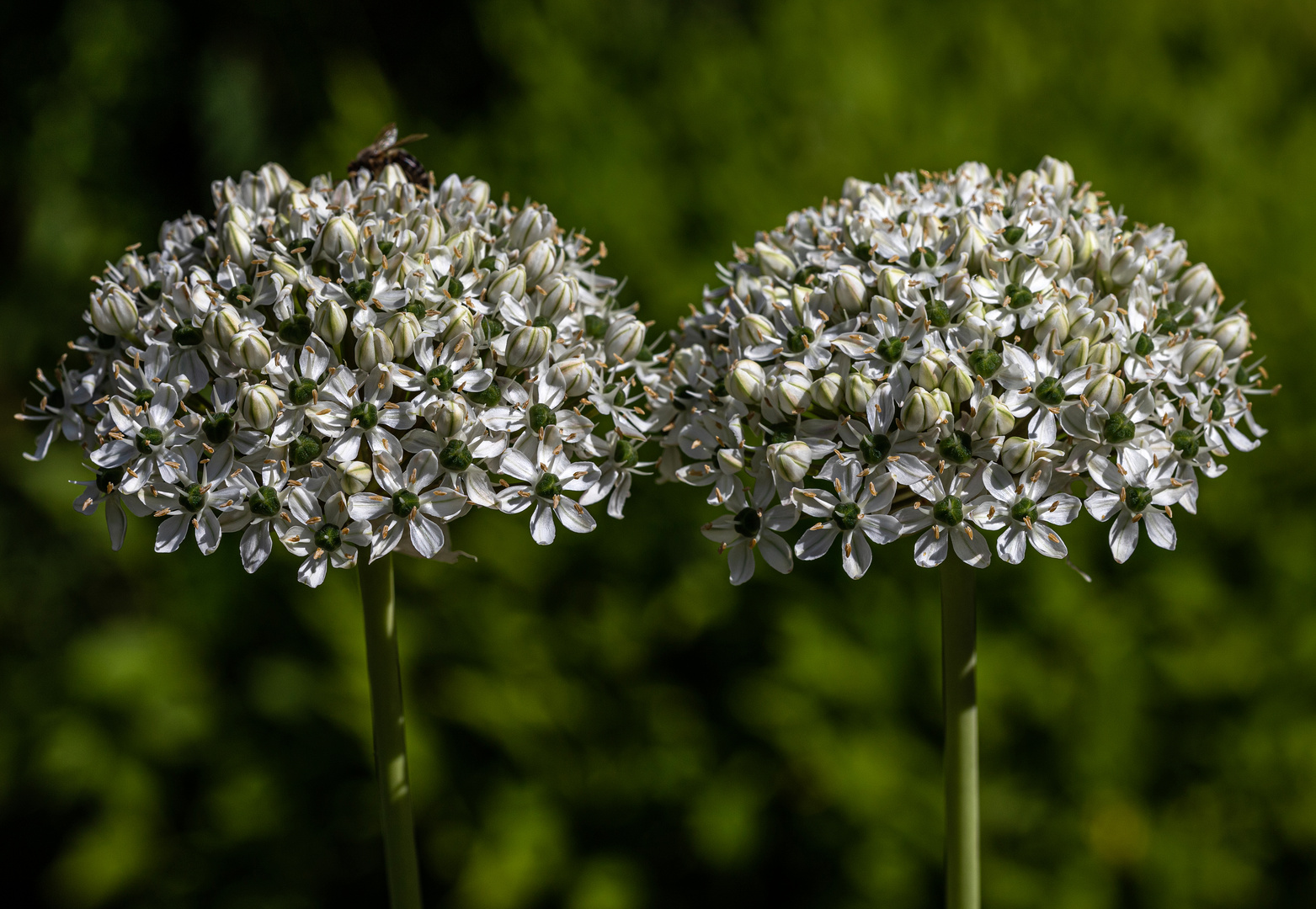 Die Zierlauchblüten