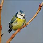 Die zierliche Blaumeise (Cyanistes caeruleus, Syn.: Parus caeruleus) . . .