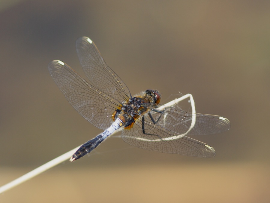 Die Zierliche Moosjungfer (Leucorrhinia caudalis)