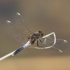 Die Zierliche Moosjungfer (Leucorrhinia caudalis)