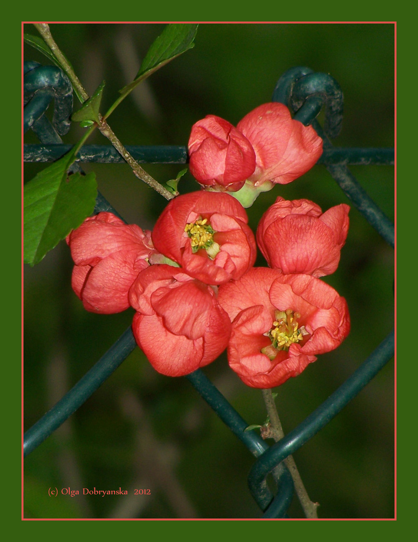 Die Zierquitten (Chaenomeles)