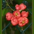 Die Zierquitten (Chaenomeles)