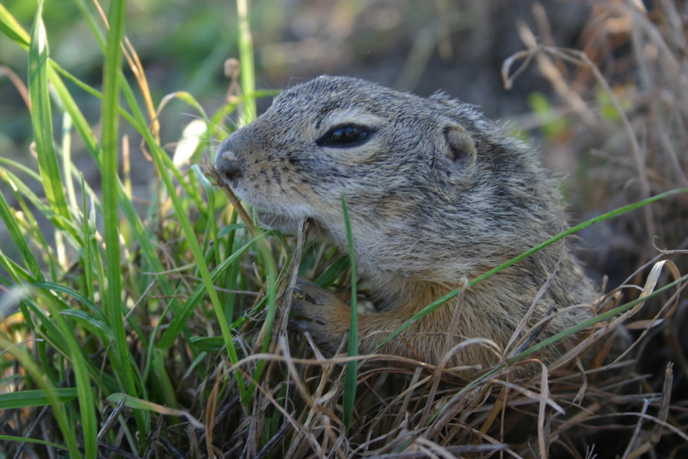 Die Ziesel wagt sich aus dem Bau Foto & Bild tiere, wildlife, natur