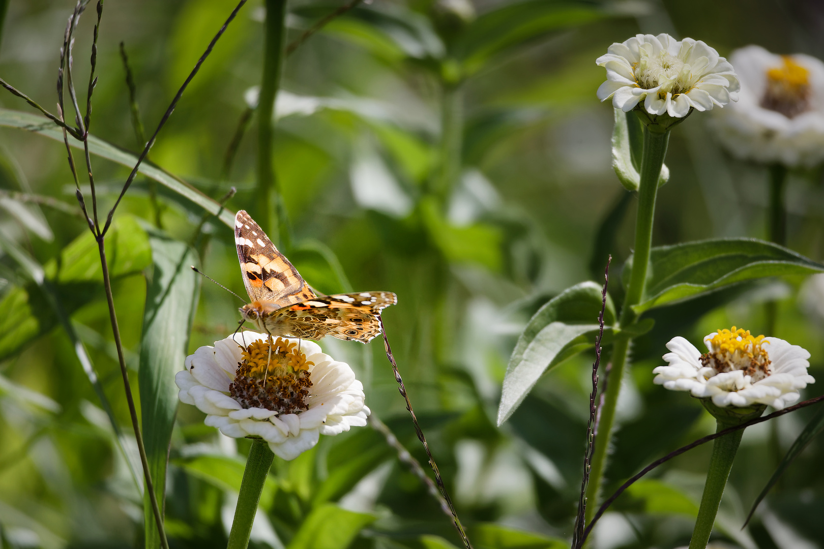 Die Zinnienblüten ...