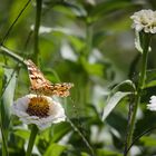 Die Zinnienblüten ...