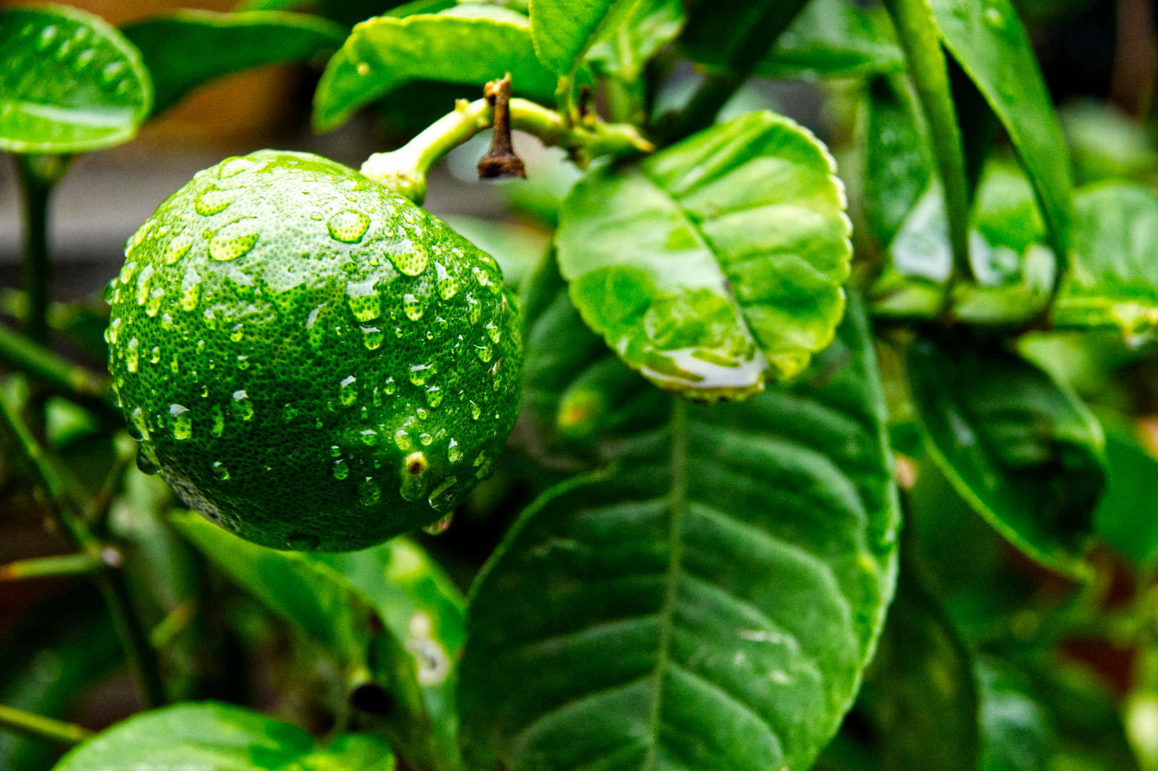 Die Zitrone im Regen