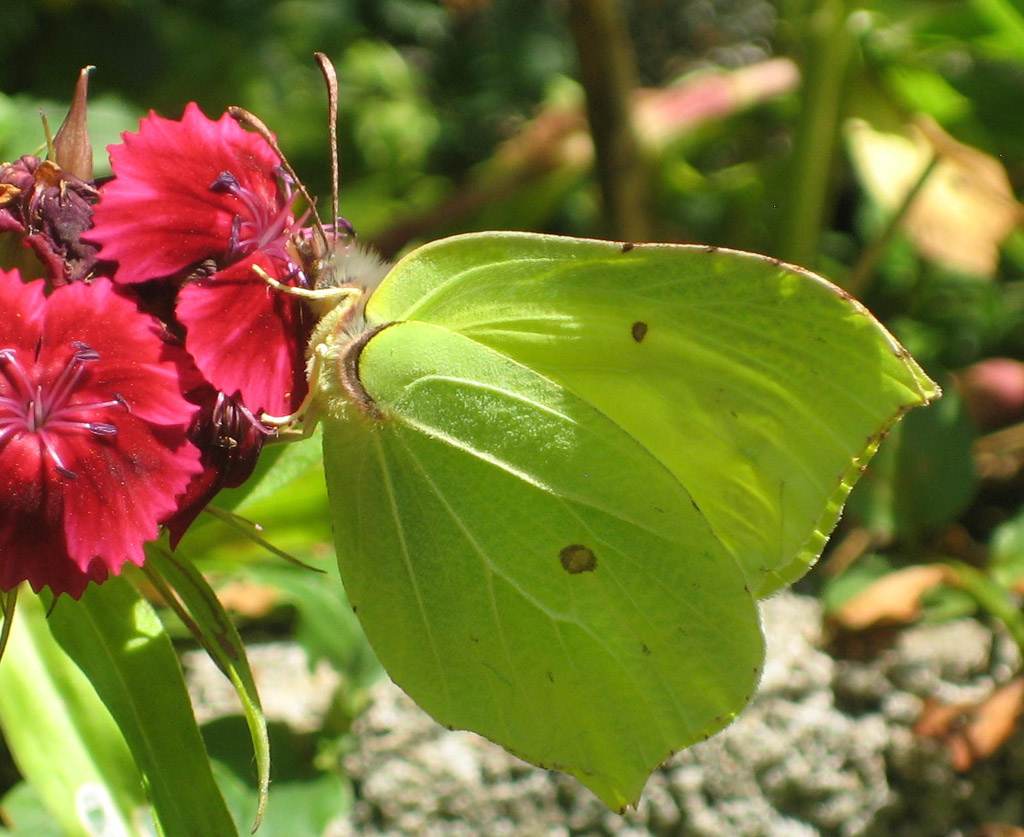 die Zitronen fliegen wieder........Frühling!