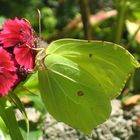 die Zitronen fliegen wieder........Frühling!