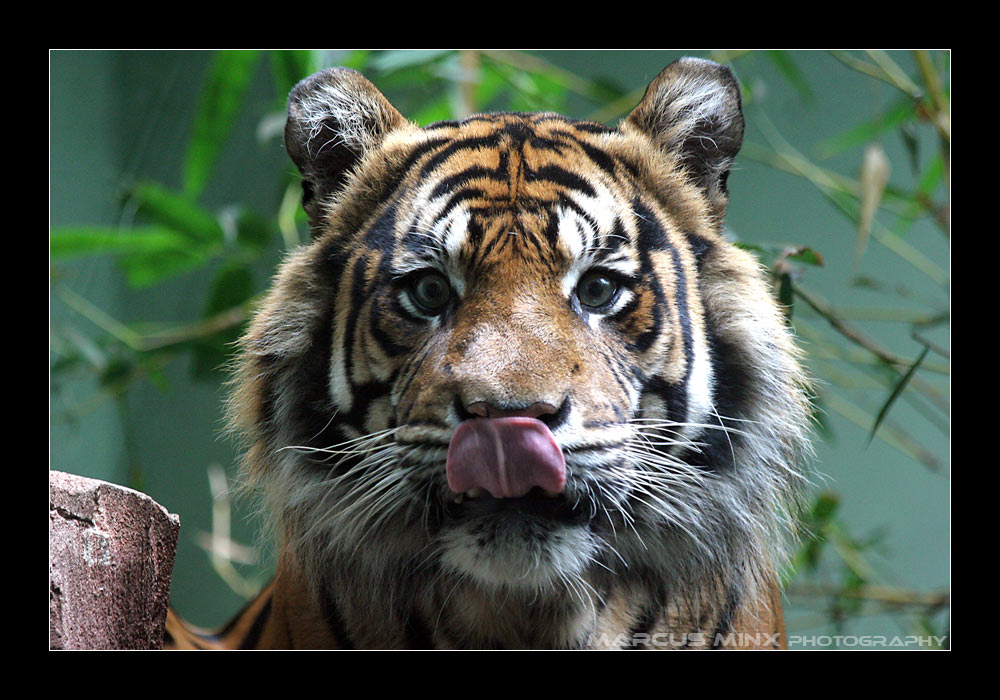 Die Zoobesucher sehen aber lecker aus...