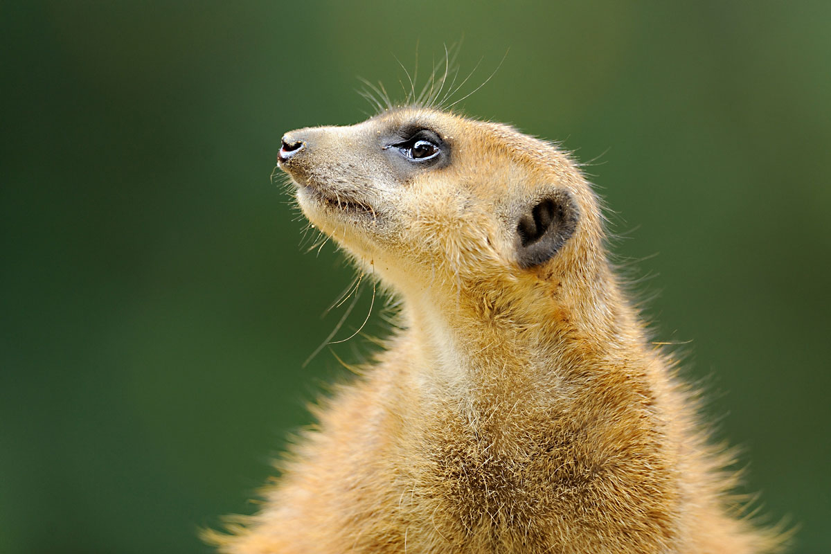 Die Zoowächter