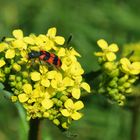 Die zottigen Bienenkäfer sind auch wieder unterwegs