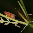Die zu den Stachelwanzen (Acanthosomatidae) gehörende Heidelbeerwanze (Elasmucha ferrugata) ...