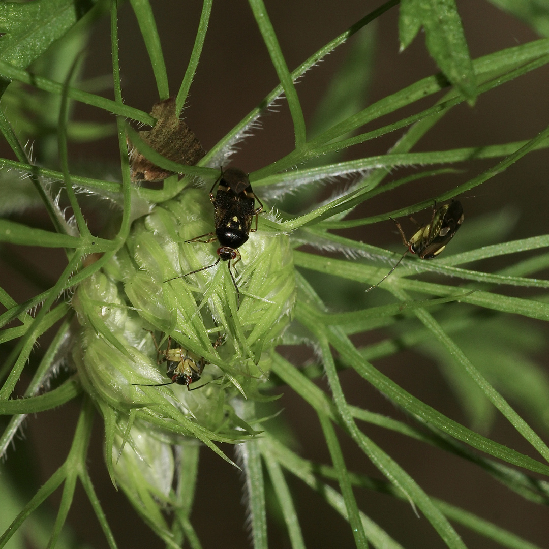 Die zu den Weichwanzen (Fam. Miridae) gehörende Orthops basalis, ...