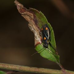 Die zu den Weichwanzen (Fam. Miridae) gehörende Wanze CAPSODES GOTHICUS ...