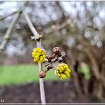 Die zu Frühen  (mit Gedicht)