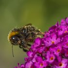 Die zuckersüße Hummel.