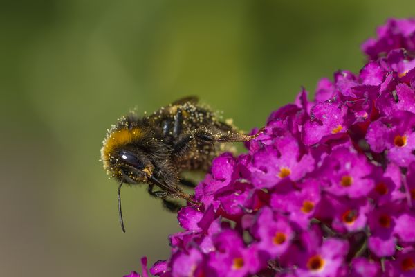 Die zuckersüße Hummel.