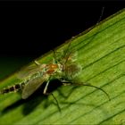 die 'Zuckmücke' (Chironomus plumosus)...