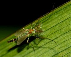 die 'Zuckmücke' (Chironomus plumosus)...