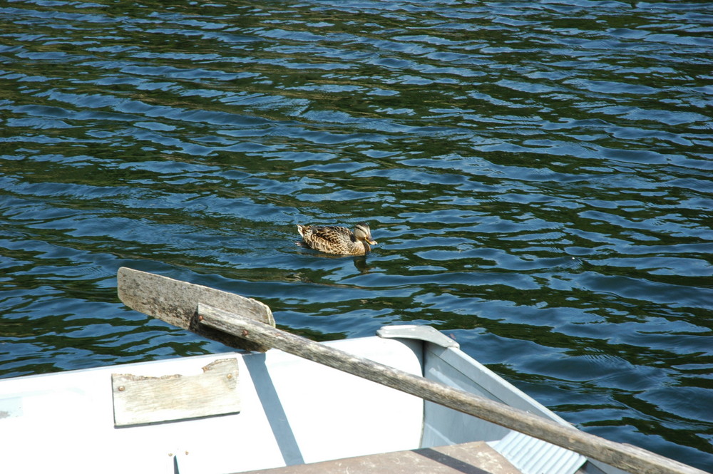 die zufällige Ente