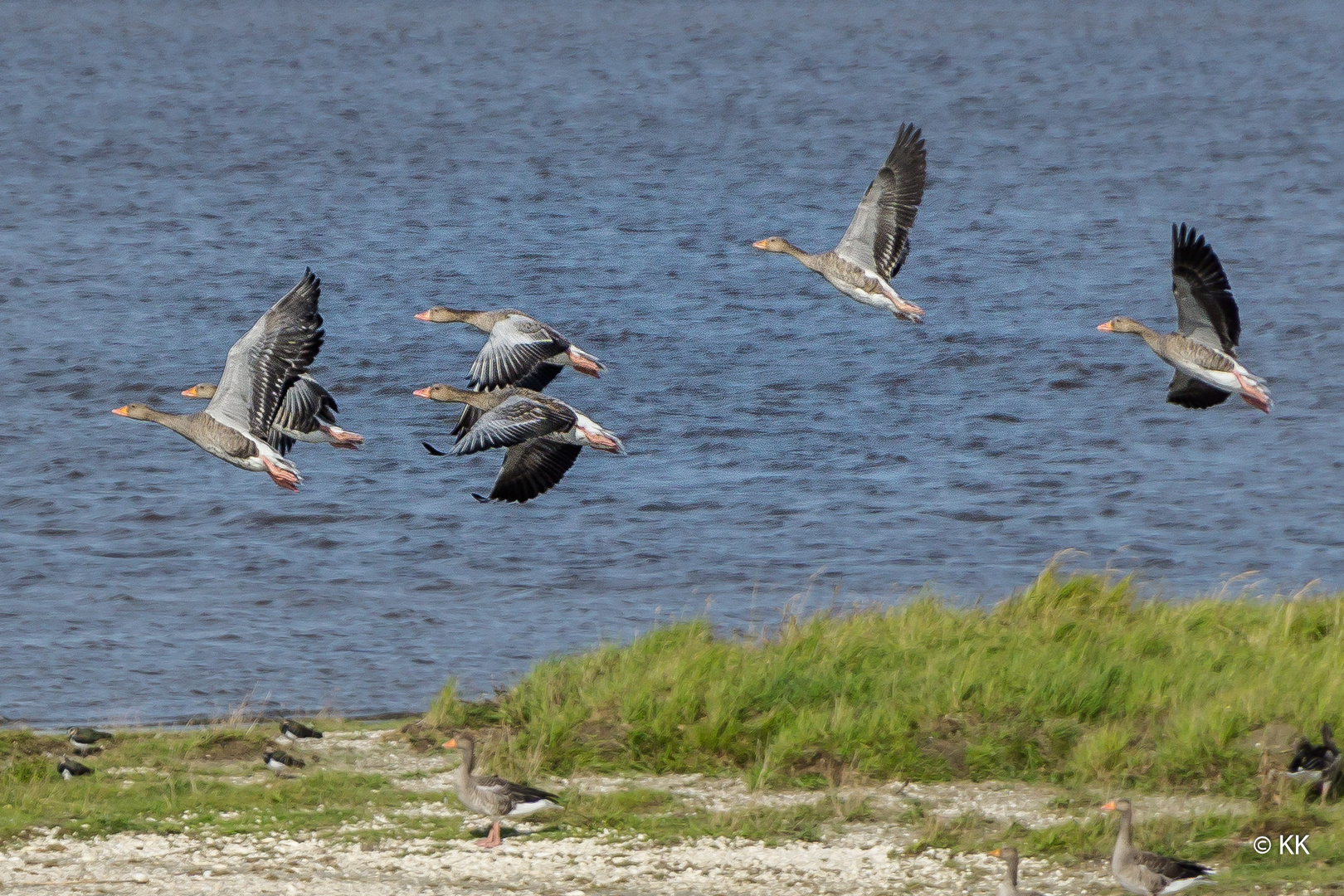 Die Zugvögel sind unterwegs