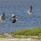 Die Zugvögel sind unterwegs