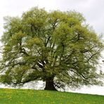 Die Zundelbacher Linde Ende April