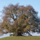 Die "Zundelbacher Linde" im Herbst