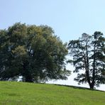 Die "Zundelbacher Linde" im Sommer