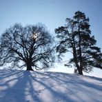 Die "Zundelbacher Linde" im winterlichen Gegenlicht