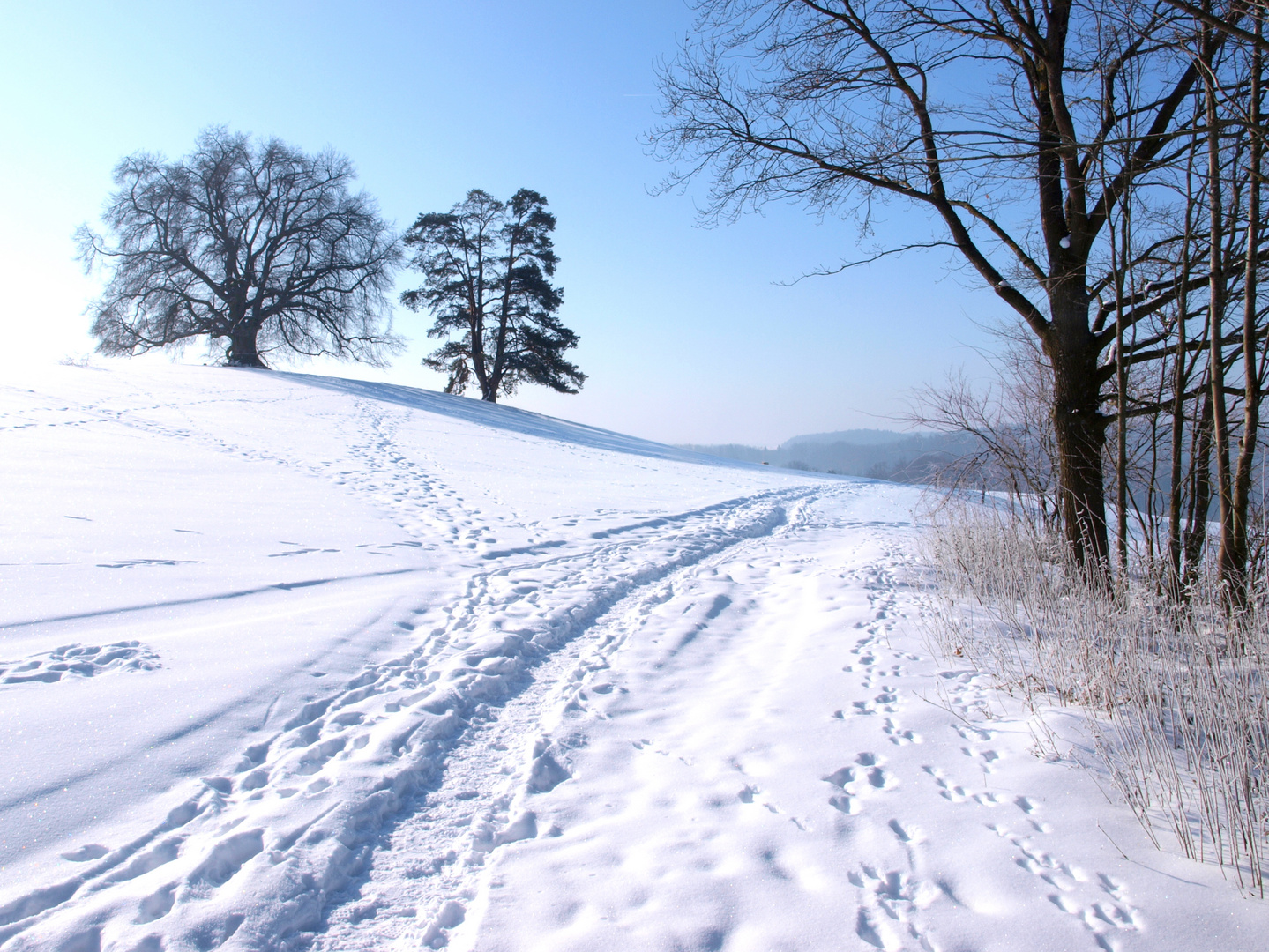 Die "Zundelbacher Linde" in der Winterlandschaft