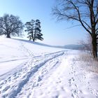 Die "Zundelbacher Linde" in der Winterlandschaft