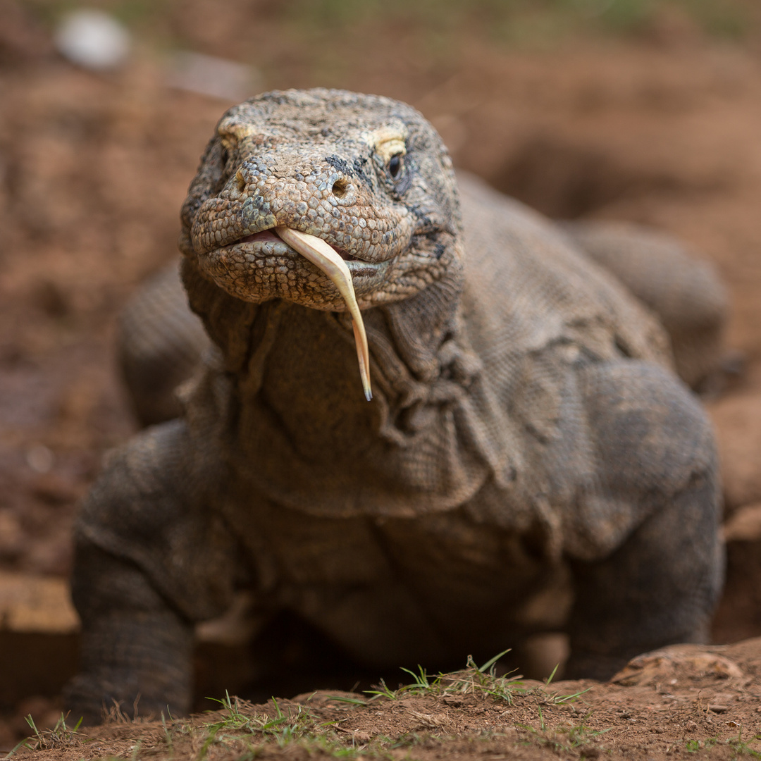 die Zunge Foto & Bild | asia, indonesia, tiere Bilder auf fotocommunity